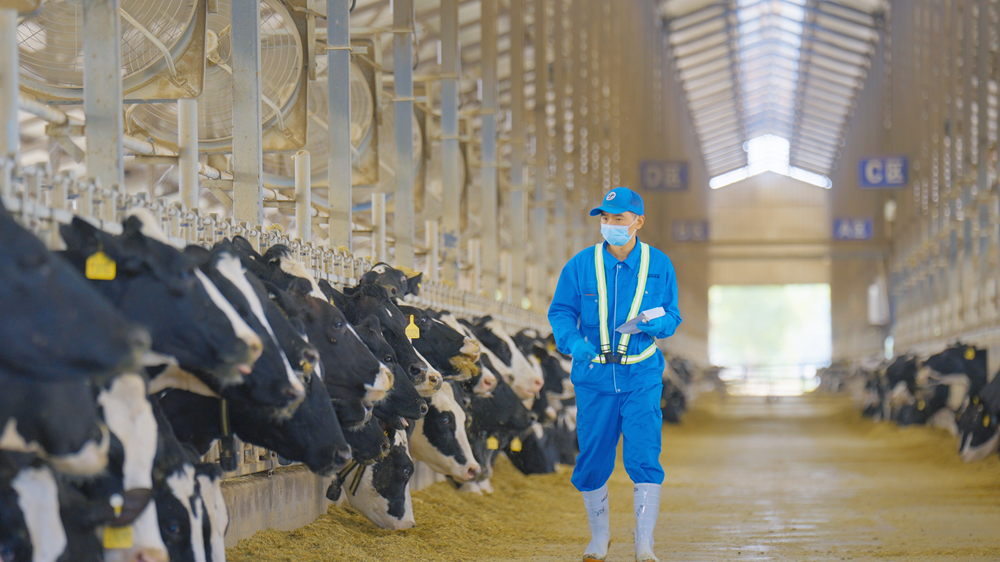 現(xiàn)代牧業(yè)EBITDA 達30.63億元！以長期主義“破局”