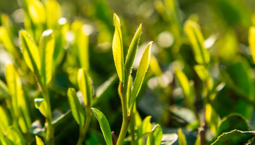 想嘗嘗時間的味道，年輕人涌入春茶直播間