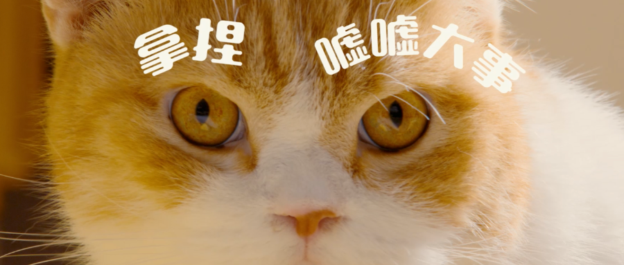 爱肯拿：毛孩子们的健康「守护者」 ，让所有猫咪嘘嘘自由！