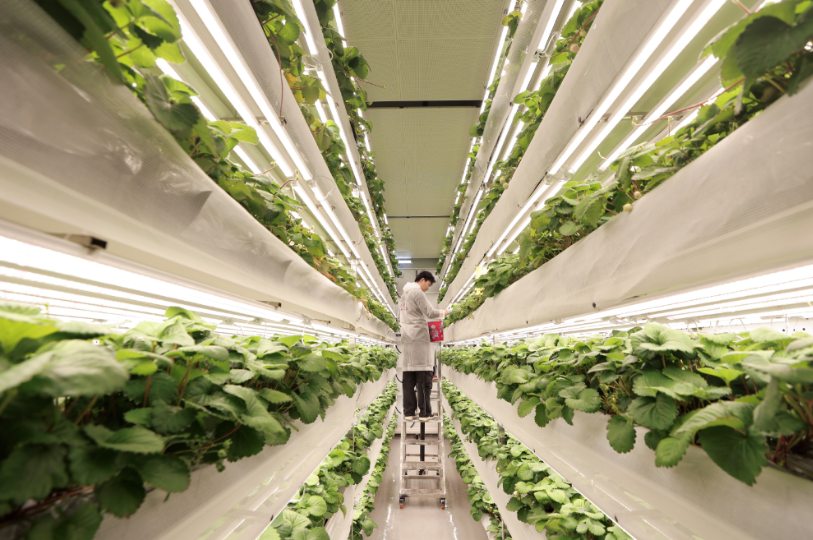 一群年轻人，在“多多农研”的赛场上建了一间植物工厂