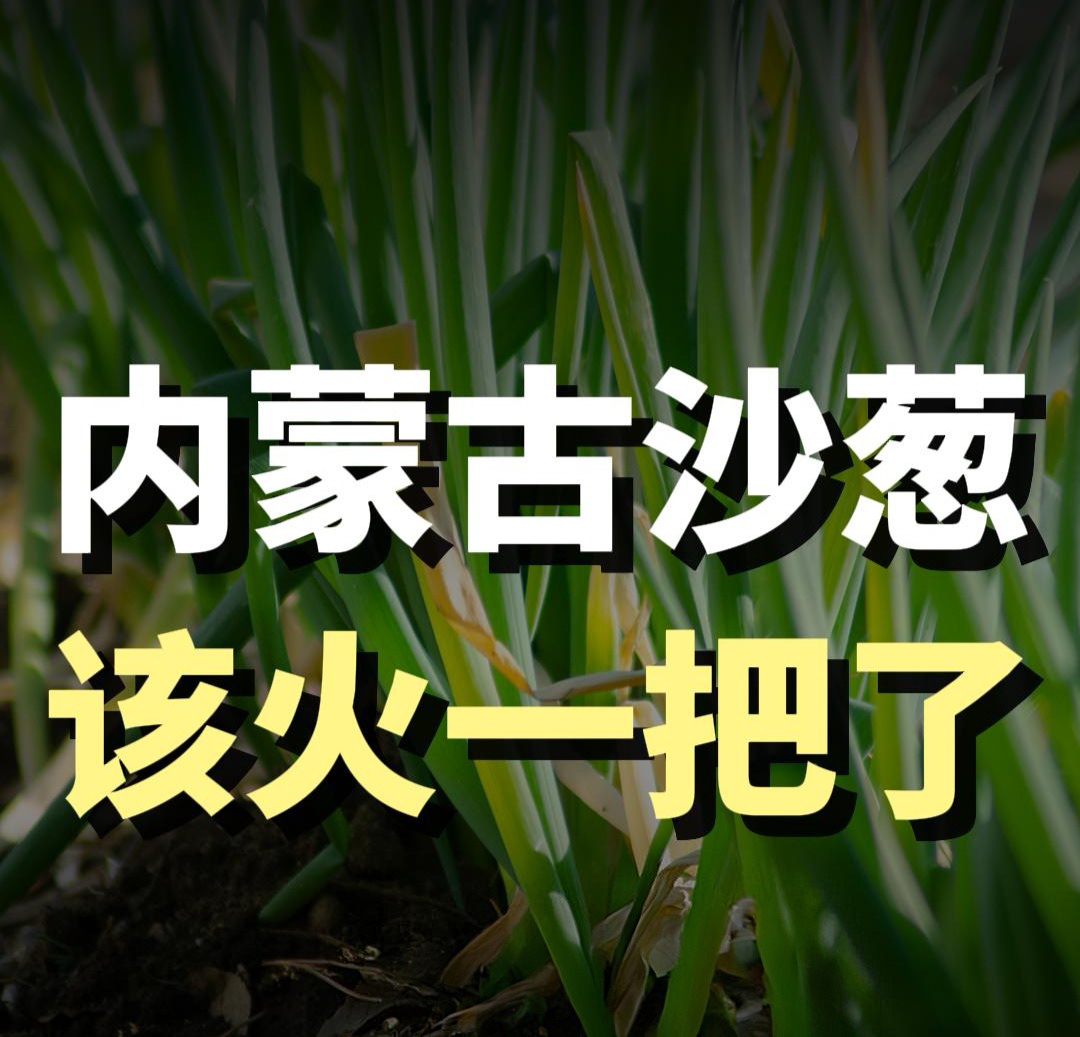 蓝爷说品牌：沙葱彻底出圈！内蒙古食材的黄金时代来了
