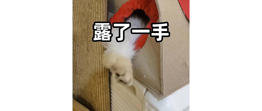 东方树叶对得起我的脸吗？
