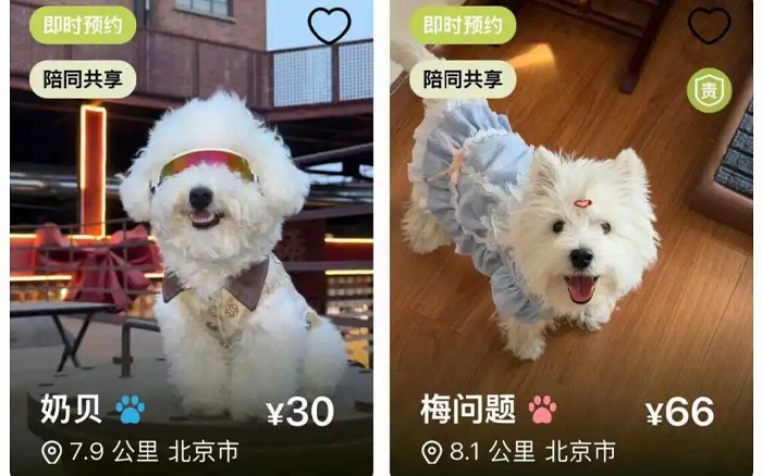 一门新奇的生意，打工人掏钱“租狗”遛
