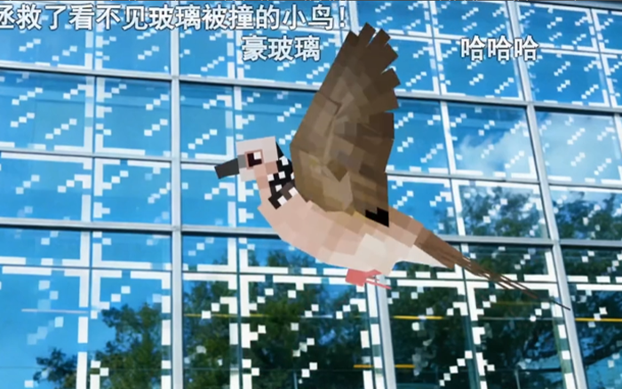 小红书爱鸟日公益:这场玻璃更新,改变了我的世界