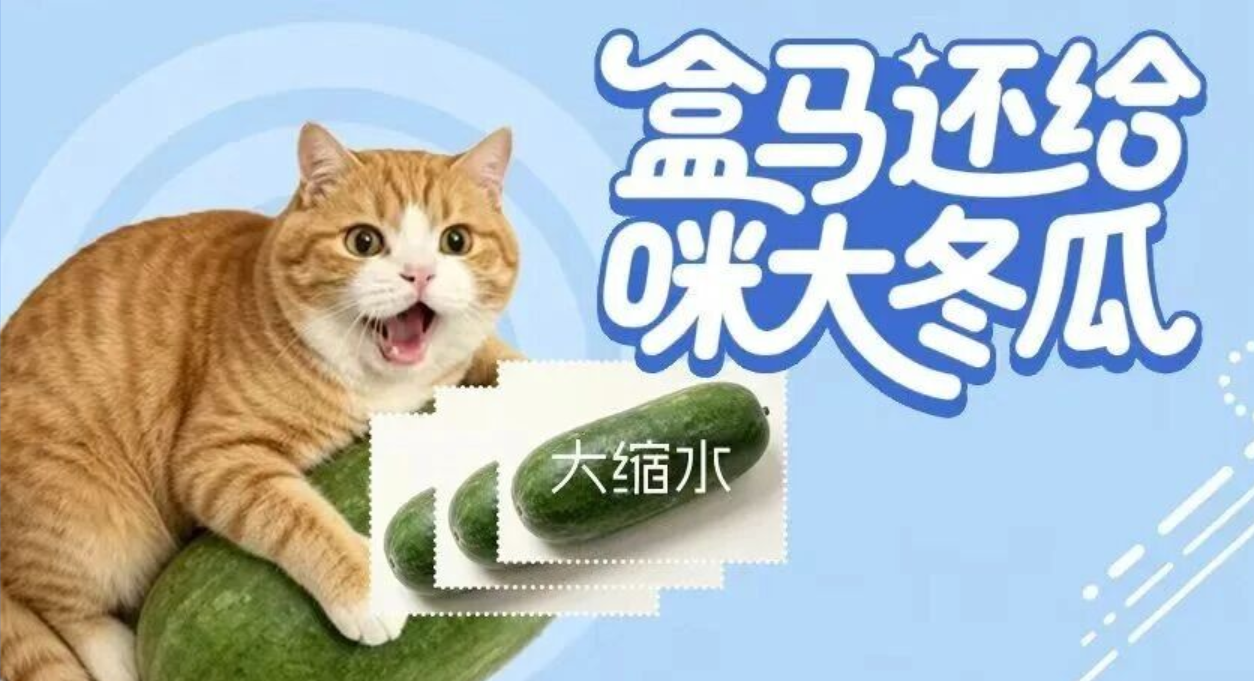 猫猫冬瓜、板鸭&鹅血馒头、瞿颖菠菜 | 盒马：最紧跟热点之人