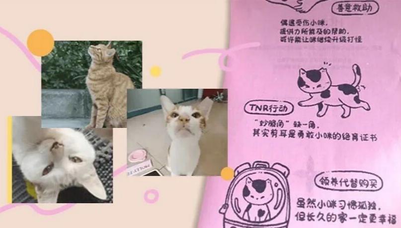 谁教茉莉奶白这么写文案的？简直是写给流浪小咪的情书！