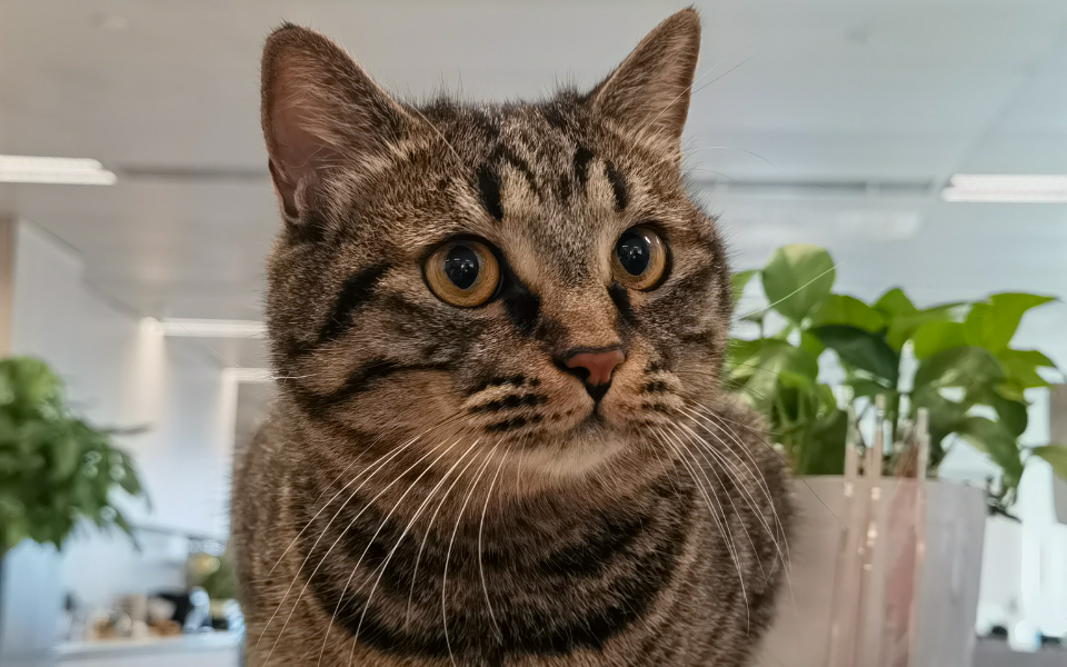 1号猫员工——旺财
