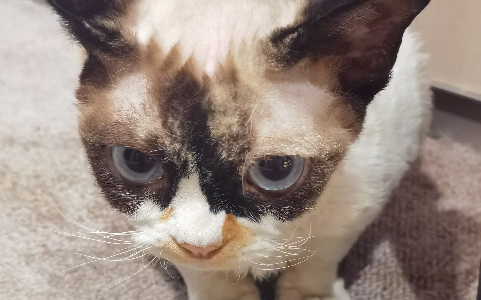 2号猫工—money