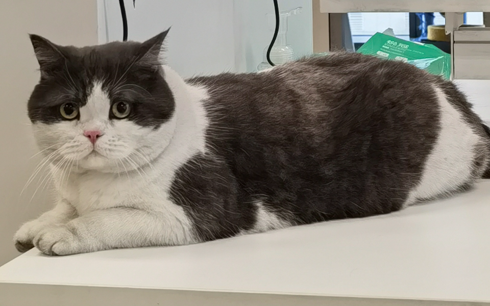 3号猫员工——金宝