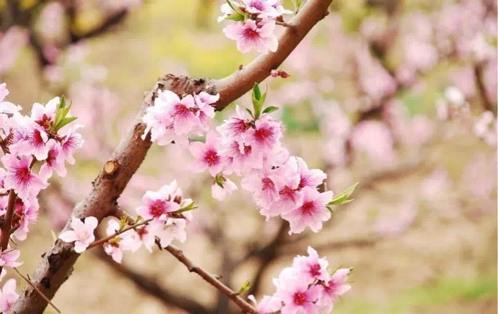 十里春风赏花季我们已为你的朋友圈配好了词