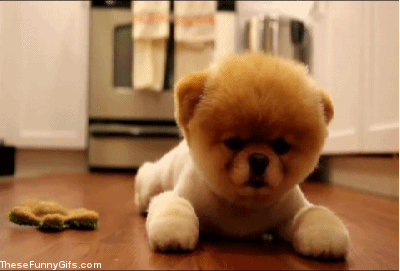 宝路amparaanimalzap领养代替购买流浪狗