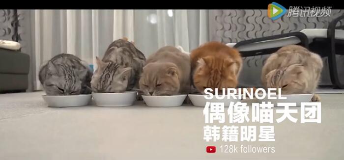 天猫双11招募首席卖萌官,全世界的名猫们都来参赛了 天猫双11招募首席卖萌官,全世界的名猫们都来参赛了
