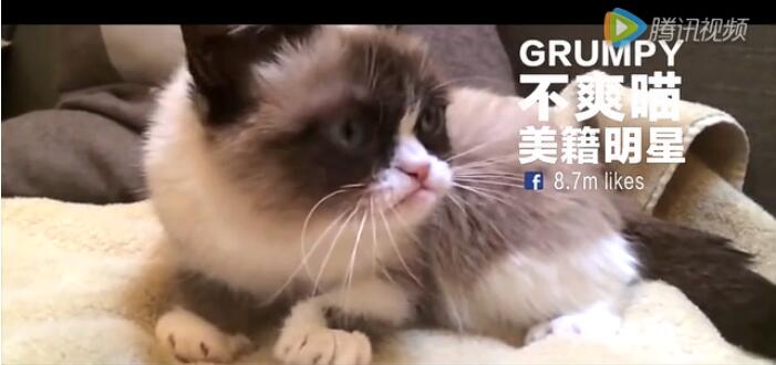 天猫双11招募首席卖萌官,全世界的名猫们都来参赛了 天猫双11招募首席卖萌官,全世界的名猫们都来参赛了
