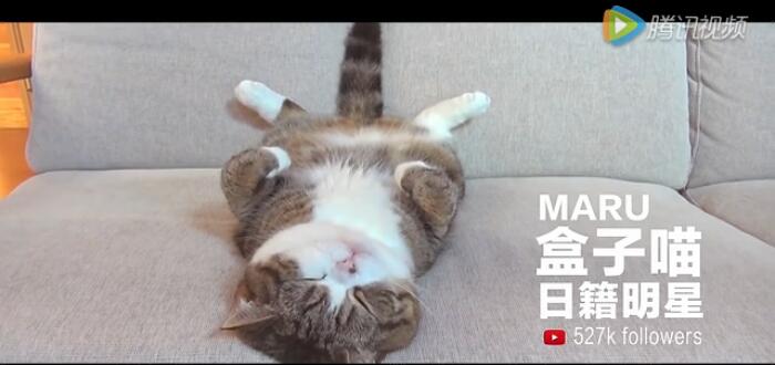 天猫双11招募首席卖萌官,全世界的名猫们都来参赛了 天猫双11招募首席卖萌官,全世界的名猫们都来参赛了