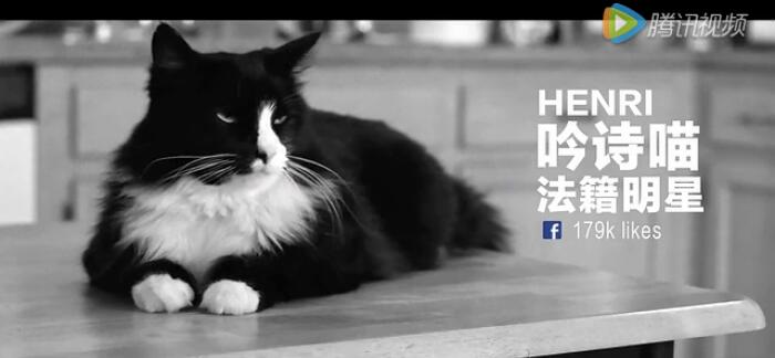 天猫双11招募首席卖萌官,全世界的名猫们都来参赛了 天猫双11招募首席卖萌官,全世界的名猫们都来参赛了