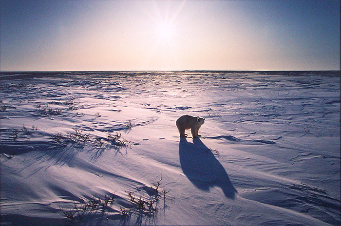 不可思议的冒险,成就了日本国宝级摄影师星野道夫