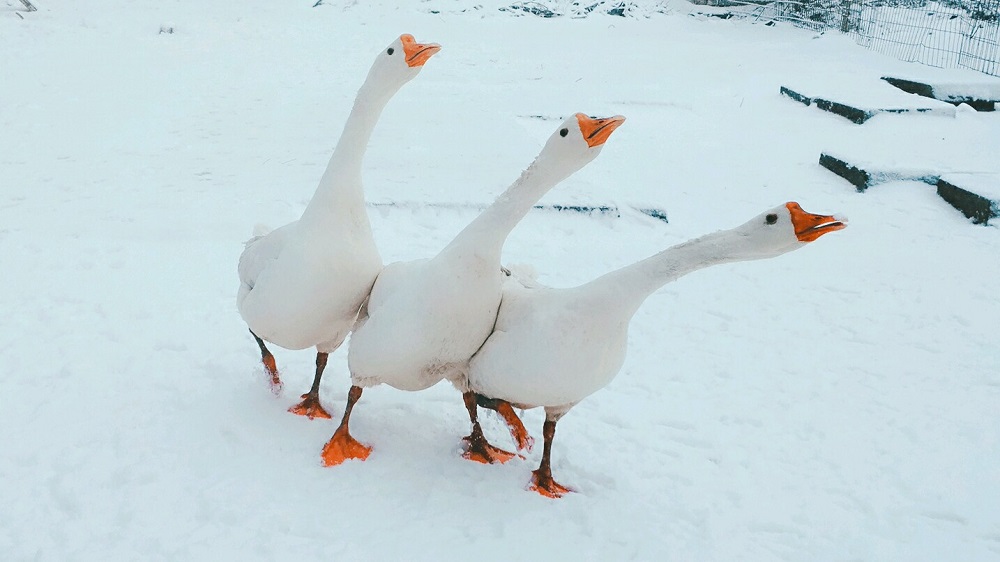 豆瓣冬季摄影大赛作品精选:这里有喜欢冬天的可能