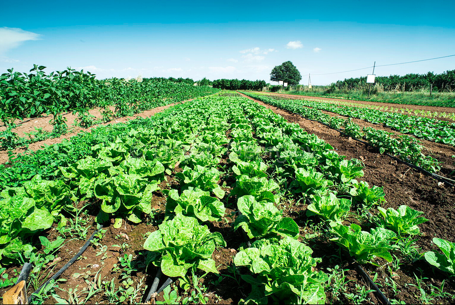 五百家:500人包了一块地种菜,4个农民"手抖打了这个广告"