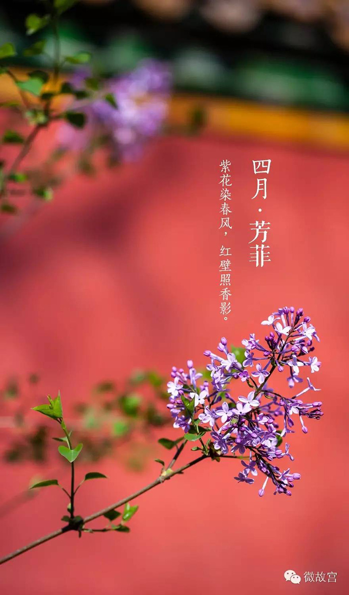 春夏秋冬各开什么花(一年四季都开的花有哪些)