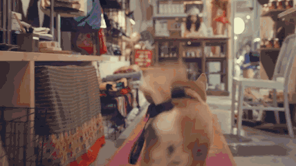五只超萌柴犬带你游香港，看完血槽已空！