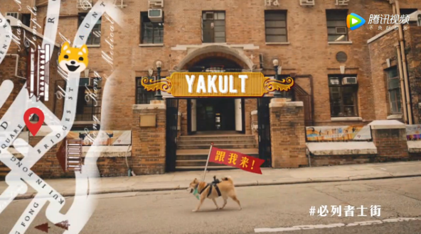 五只超萌柴犬带你游香港，看完血槽已空！