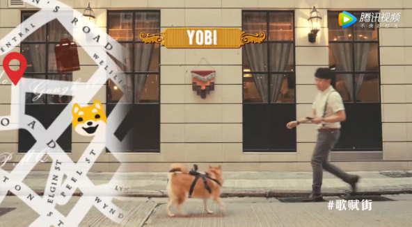 五只超萌柴犬带你游香港，看完血槽已空！