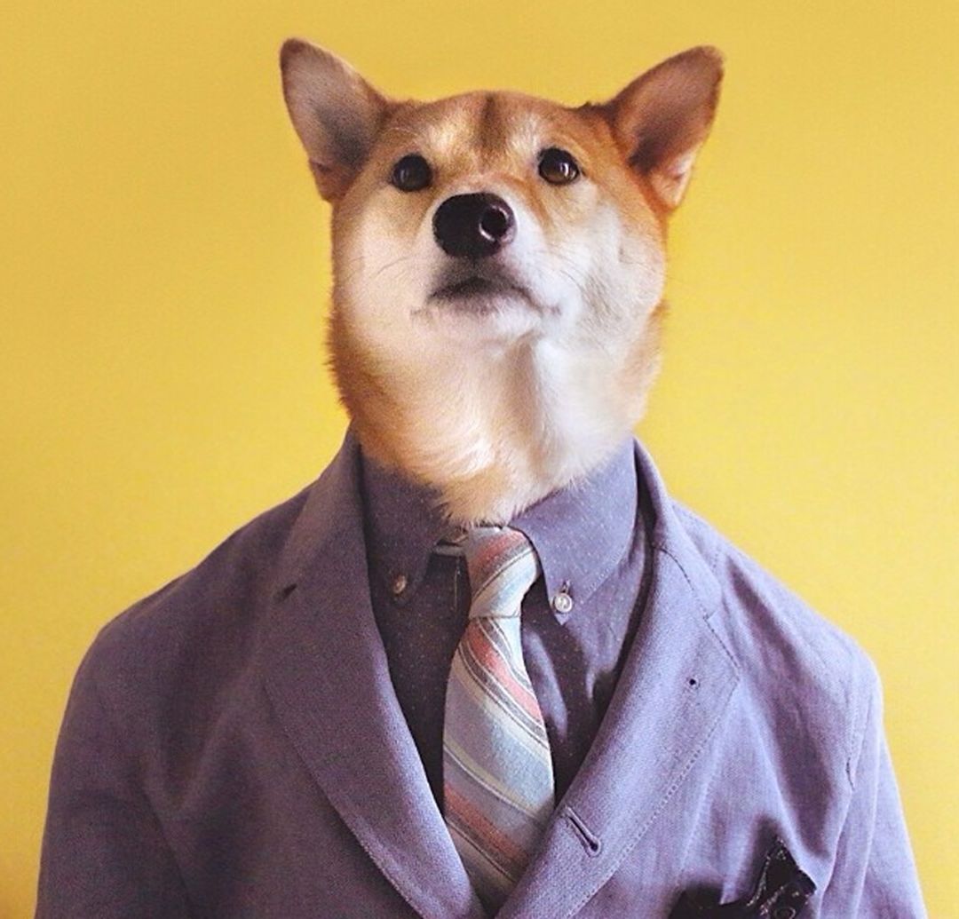 当你给一只狗穿上衣服之后 它会有怎样的表现【中华田园犬】_哔哩哔哩 (゜-゜)つロ 干杯~-bilibili
