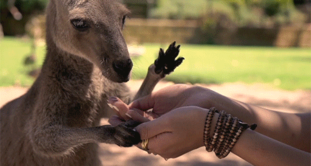 5.gif