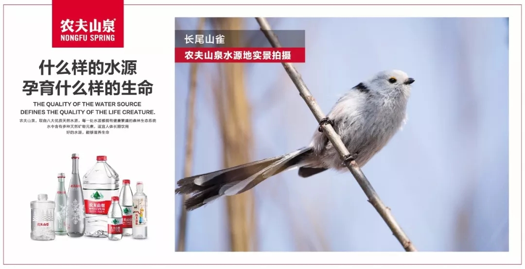 农夫山泉用森林中生灵万物的视角拍了一支广告! 农夫山泉用森林中生灵万物的视角拍了一支广告!