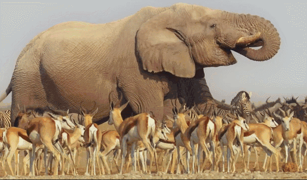 提到纪录片大拿,一定绕不过bbc,它出品的纪录片几乎横扫纪录片高分榜.