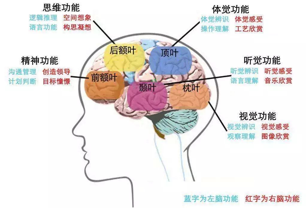 激活脑内海马回(对记忆功能有重要作用的中枢神经系统的边缘系统)