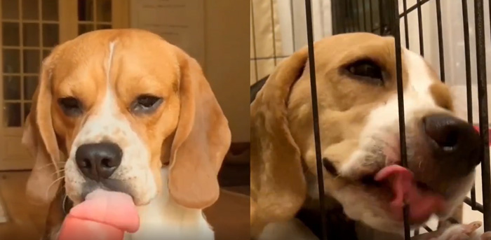 宝路让流浪狗狗挨着狗心连着心