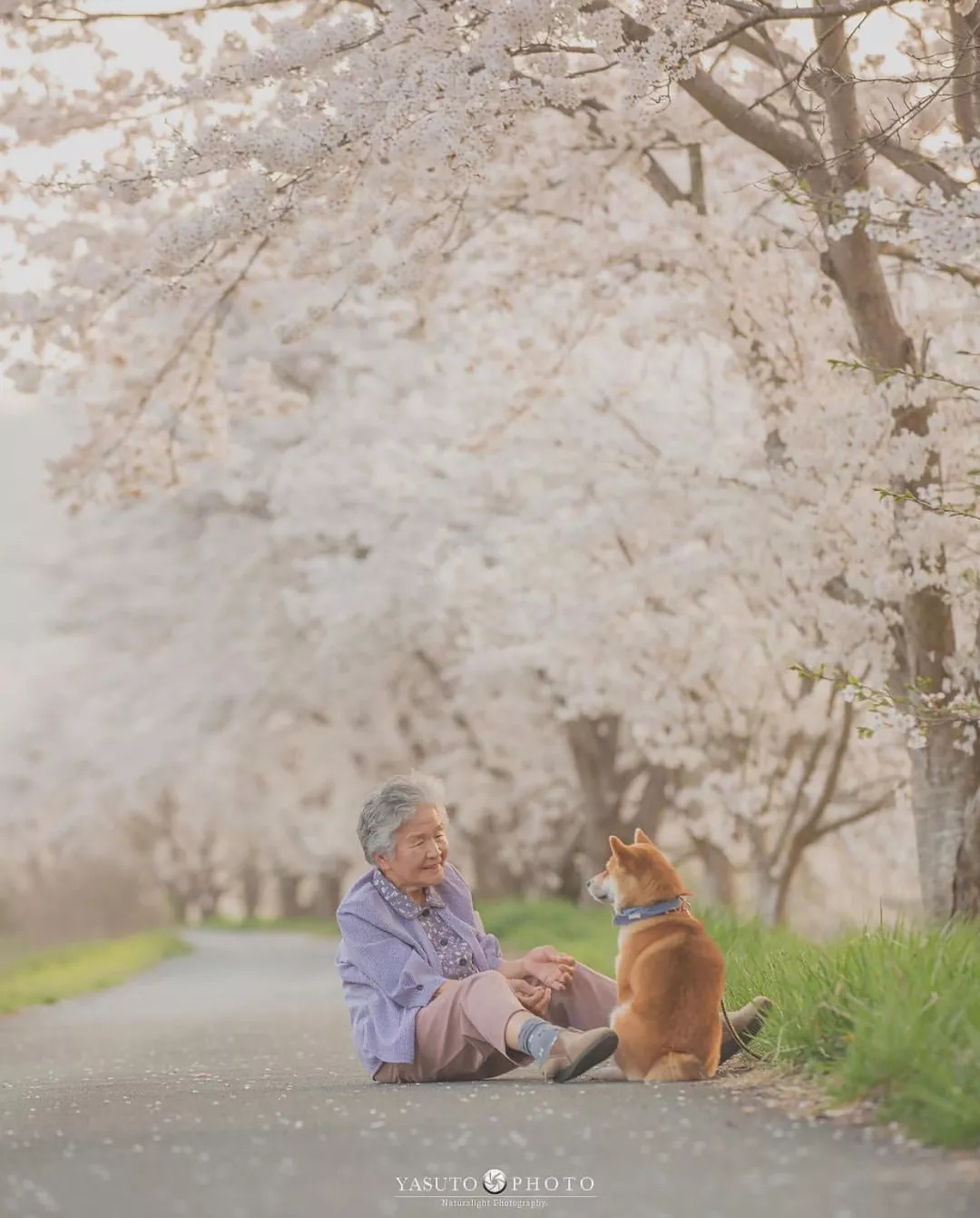 樱花树下奶奶和柴犬的照片,暖哭无数网友获赞16万!