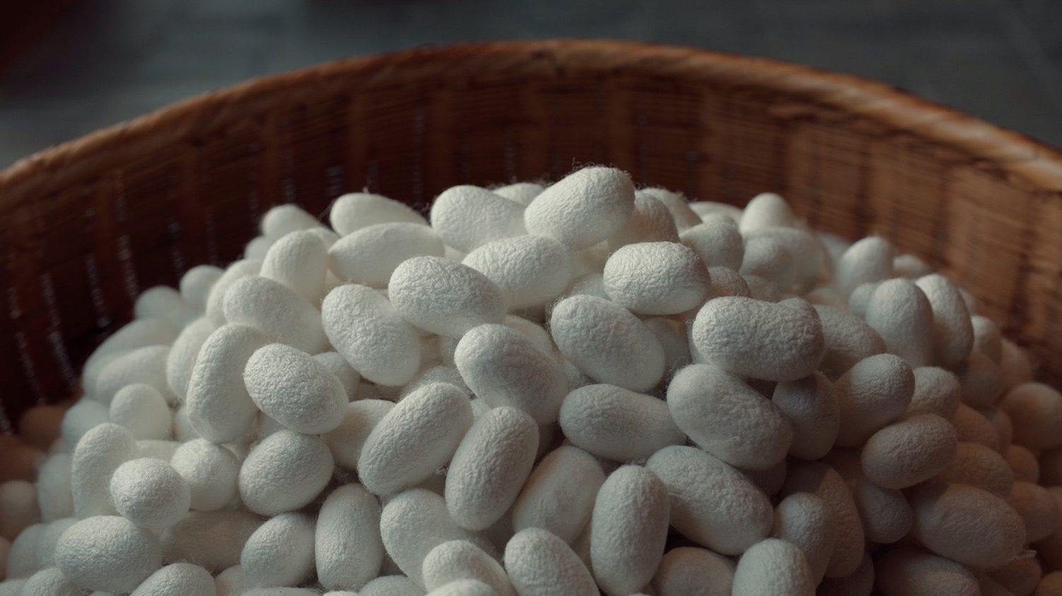 水星家纺带你去看超长长长长长长蚕丝