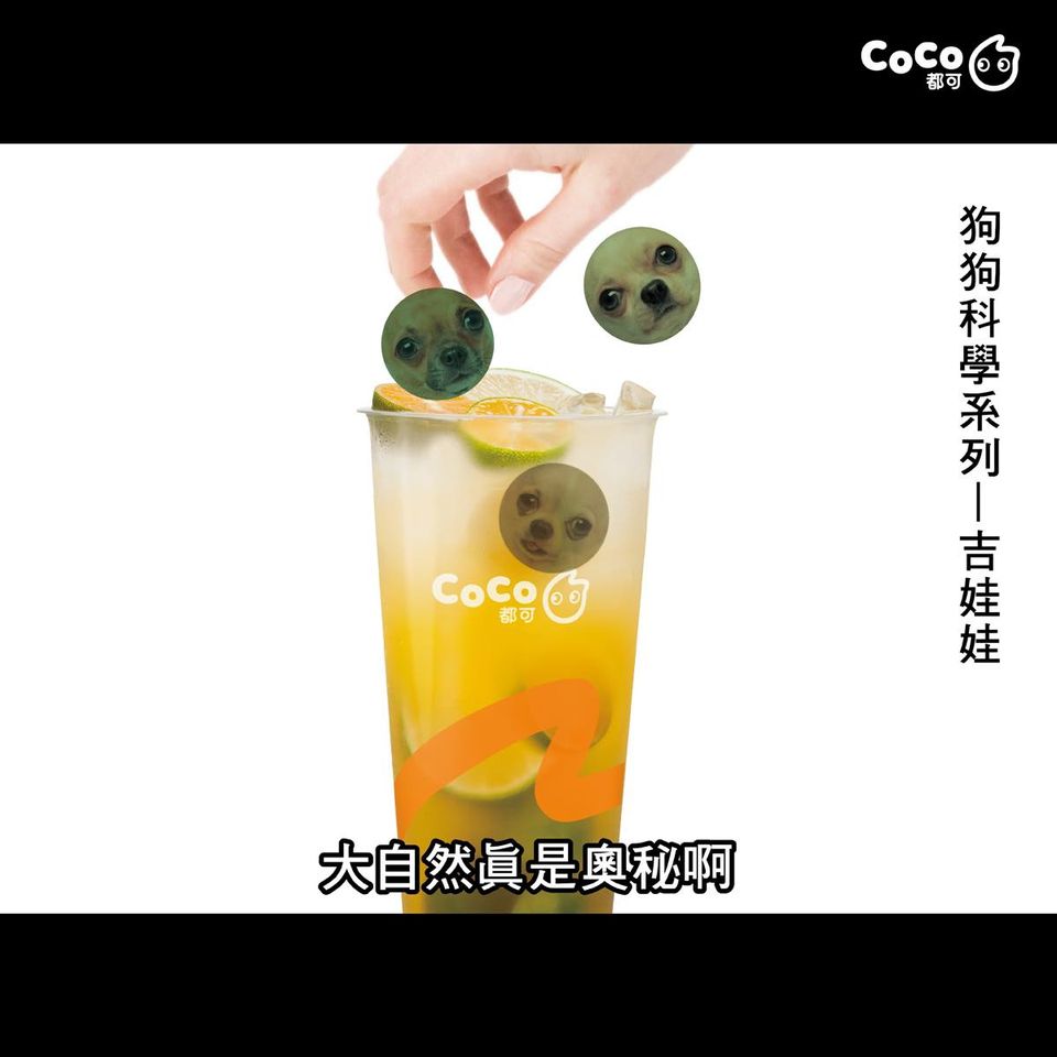 台湾CoCo玩谐音，吉娃娃和奶茶竟是这种关系 - 数英