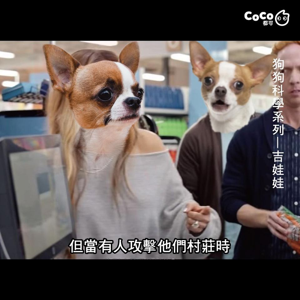 台湾CoCo玩谐音，吉娃娃和奶茶竟是这种关系 - 数英