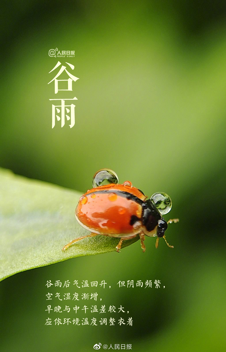 春天的最后一个节气,谷雨海报绿意盎然 - 数英