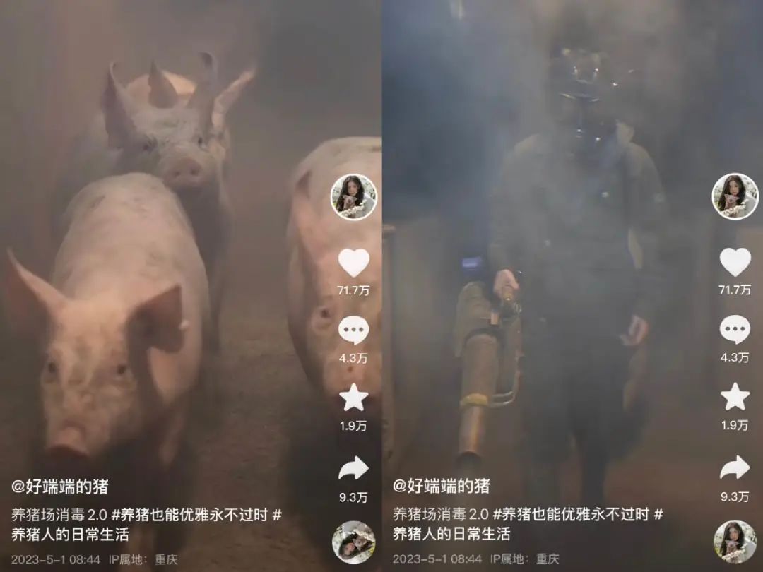 单月涨粉228万，为何大家都爱看美少女优雅养猪？ - 数英