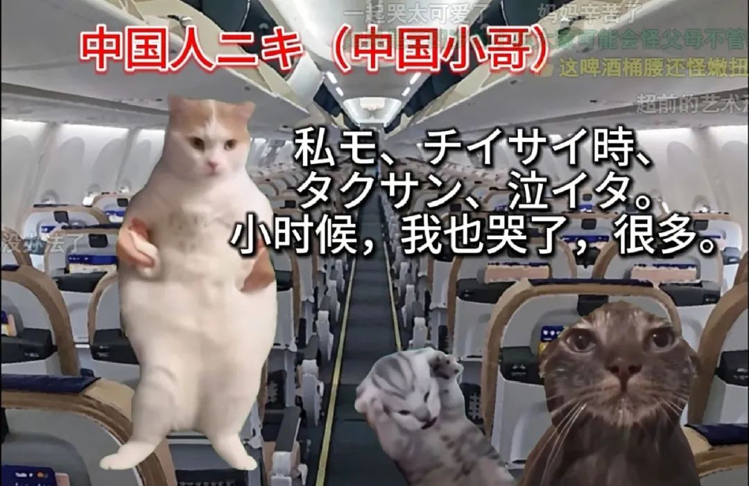 7天B站涨粉20万，“猫meme”为何风靡全网？