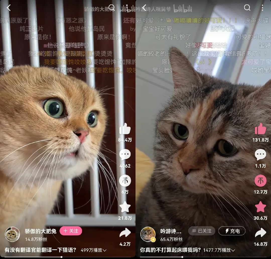 7天B站涨粉20万，“猫meme”为何风靡全网？