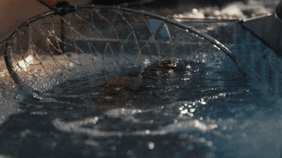 1787042319905958.gif 1787042319905958.gif